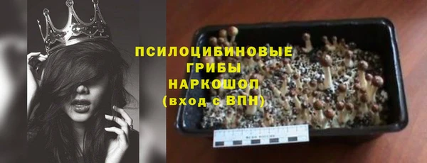 прущие грибы Новозыбков